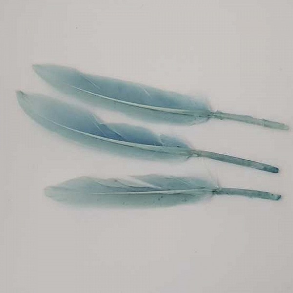 1 Plume 15 cm N&deg;01 Bleu