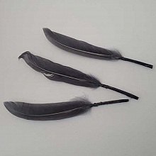3 Plumes 15 cm N&deg;01 Gris