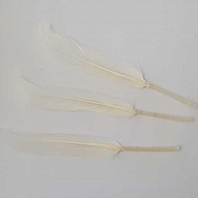 3 Plumes 15 cm N&deg;01 Blanc