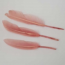 3 Plumes 15 cm N&deg;01 Rose