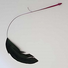 Plume 16 cm N&deg;06 Fushia