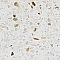 papillon en bouleau marbr&eacute;, h&ecirc;tre et &eacute;rable sur socle en marbre italien Terrazzo &agrave; poser scptulture en bois