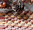 Mini tapis "Automne" dessous de tasse d&eacute;coratif en macram&eacute; multicolore