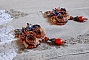 BO Chic Boho Ethnique Les R&ecirc;ves d'Acapulco, cabochons brod&eacute;es de diff&eacute;rentes perles.