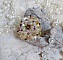 Bague Aurore en cristal Swarovski jonquille et perles dorées.