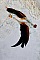BO Chant du Coq avec des plumes de Coq et Cygne, cha&icirc;ne argent, cabochons r&eacute;sine et clous en laiton