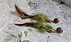 BO Grandes Plumes Vertes mont&eacute;es avec des plumes de Coq effet deux tons Vert et Marron, breloques feuilles torsad&eacute;es Viel Or en M&eacute;tal, cabochons en Verre sur des clous d&rsquo;oreilles Dor&eacute;s en Laiton