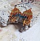 BO Tangerine mont&eacute;es avec rocailles verre, perles cristal Swarovski et crochets d&rsquo;oreilles Gold filled 14 carats