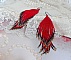 Boucles d'oreilles artisanales en perles rouges, bleues et dorées.