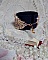 Bracelet Idylle Beauty brod&eacute; avec des cristaux : perles rondes nacr&eacute;es, toupies, facettes Verre &agrave; laquelle s&rsquo;ajoute des rocailles avec un fermoir en Plaqu&eacute; Or et une cha&icirc;nette en Argent 925/1000