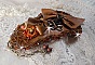 Bracelet manchette Amber Romance brod&eacute; avec du cuir vachette tr&egrave;s souple, des perles semi-pr&eacute;cieuses comme la Citrine, l' Agate et des rocailles