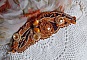 Bracelet Lady in Orange manchette Haute Couture brod&eacute; sur cuir avec cabochons en cristal, facettes, gouttes, perles nacr&eacute;es, rocailles aux couleurs Orange, Jaune, Or, Marron pour un style contemporain