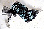 Bracelet Prestige avec des facettes noires et bleu et un ruban organza