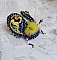 Broche artisanale en forme de scarabée bleu et jaune.
