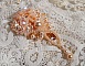 Broche Idylle Beauty brod&eacute;e avec des Cristaux de Swarovski, des perles rondes nacr&eacute;es et des rocailles