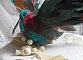 Le Colibri Thalassin cr&eacute;e enti&egrave;rement en porcelaine, des plumes de Coq et Fantaisies, des petites rocailles