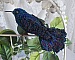 Oiseau Mon Colibri est cr&eacute;e enti&egrave;rement en perles de rocailles, porcelaine et tissu